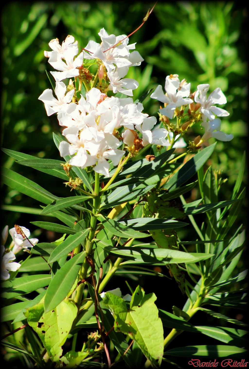 Nerium oleander.